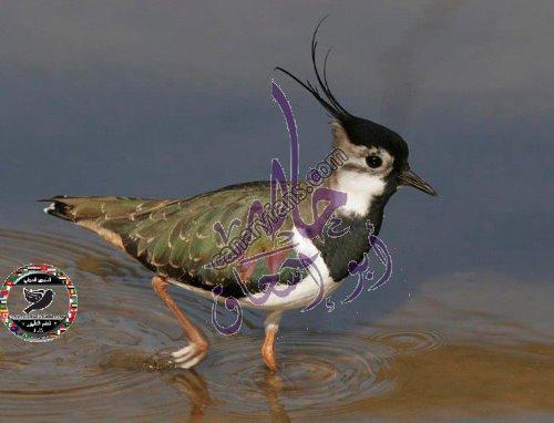 صورة
