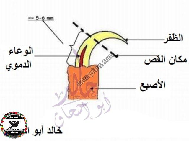 صورة