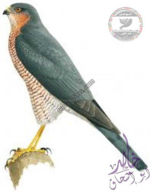 صورة