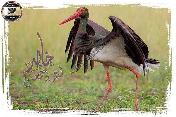 صورة