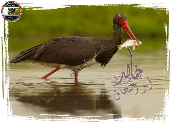 صورة