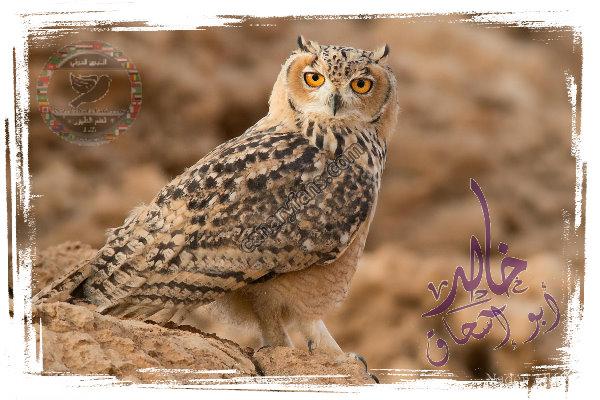 صورة