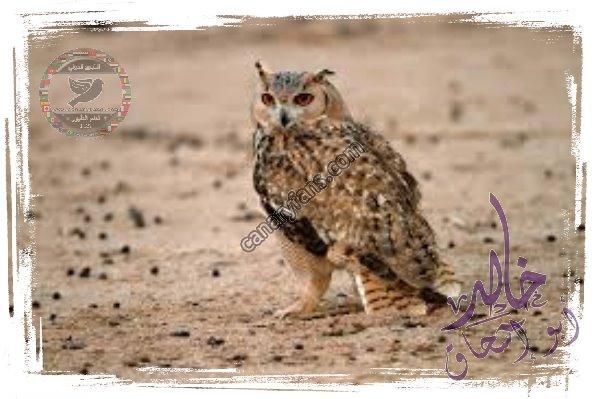 صورة