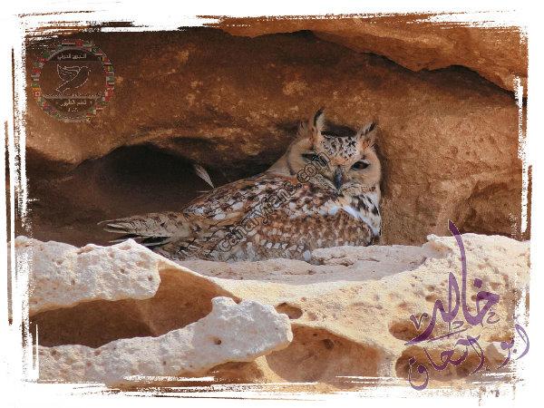 صورة