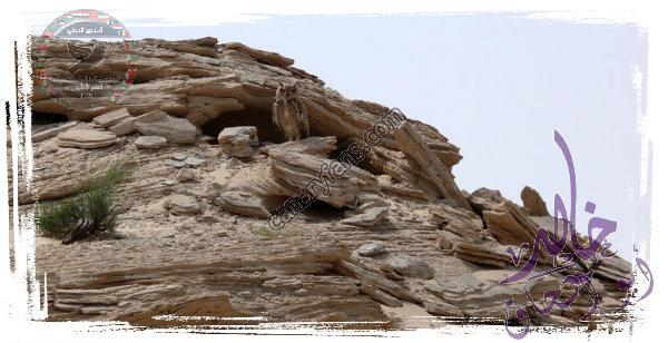 صورة