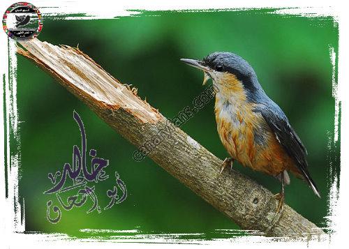 صورة
