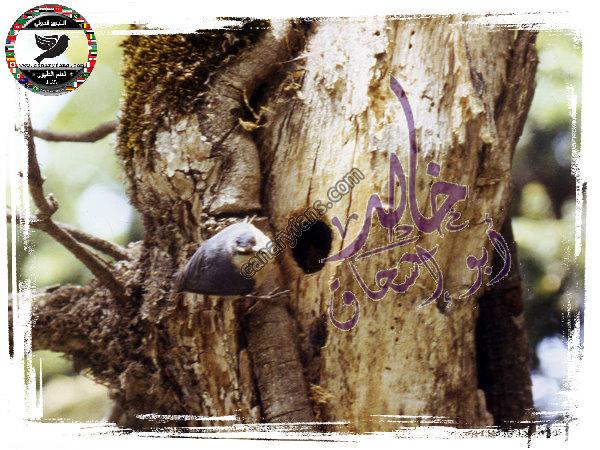 صورة