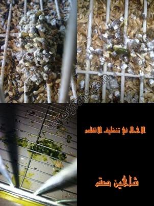 صورة