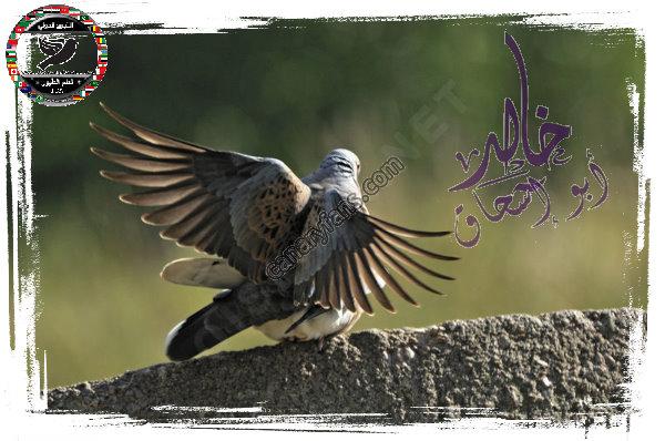 صورة