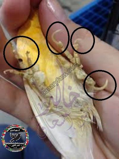 صورة