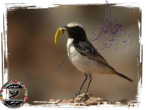 صورة