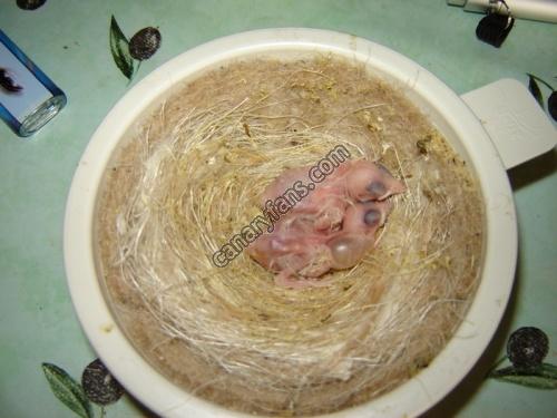 صورة