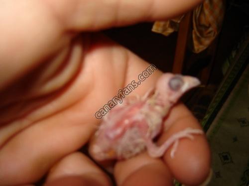 صورة