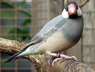 صورة
