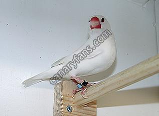 صورة