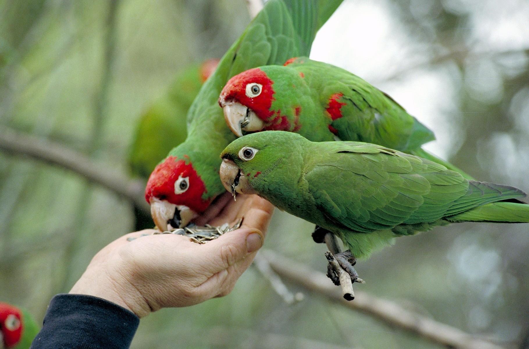 صورة