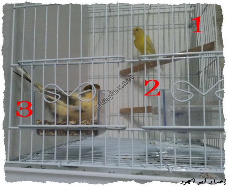 صورة