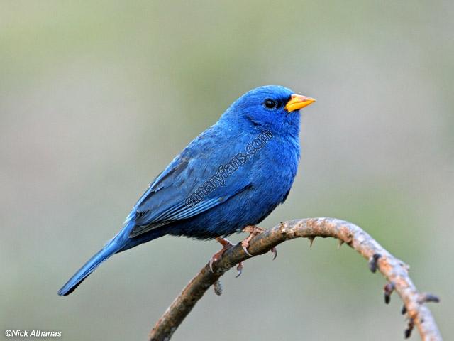 صورة