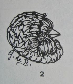 صورة
