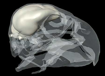 صورة