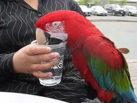 صورة