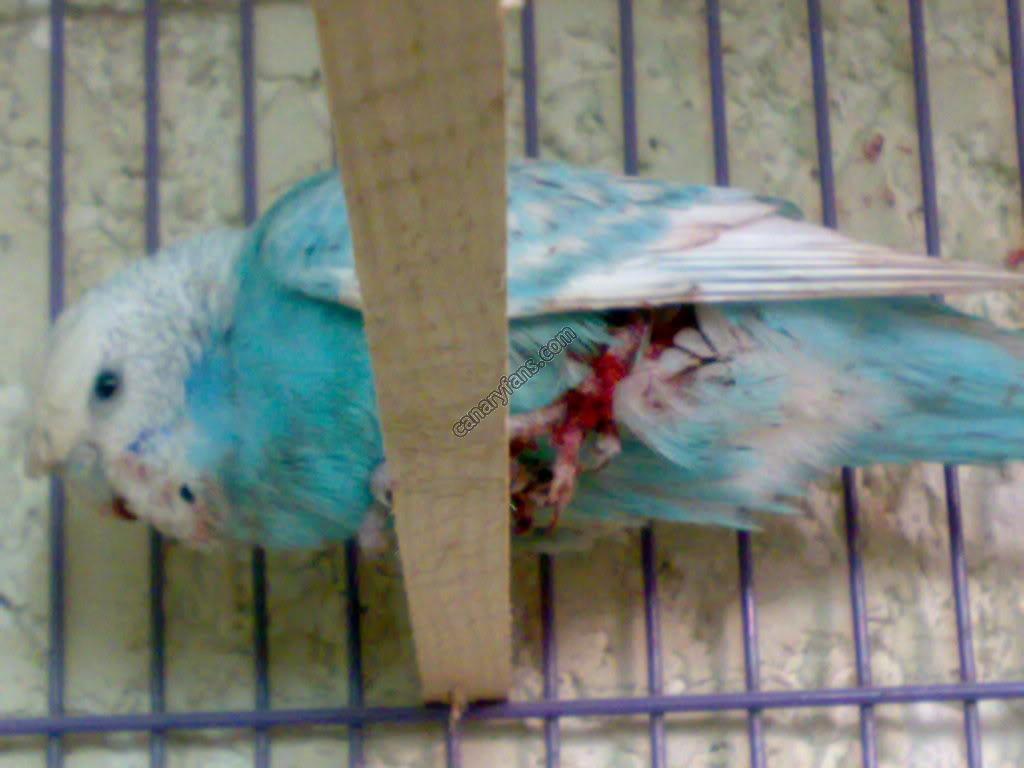 صورة