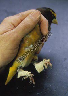 صورة