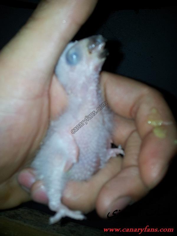 صورة
