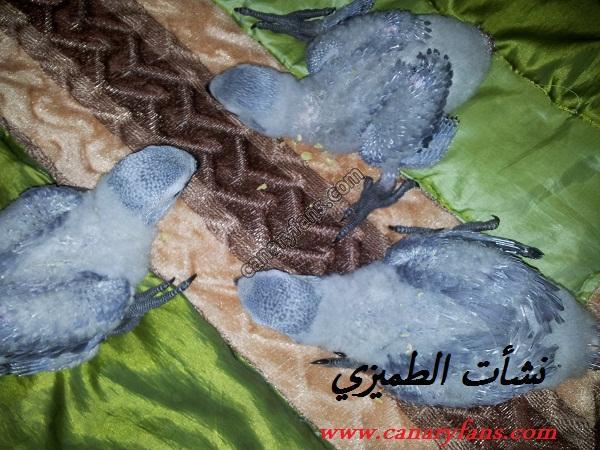 صورة