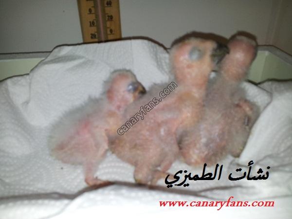 صورة