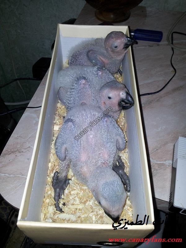 صورة