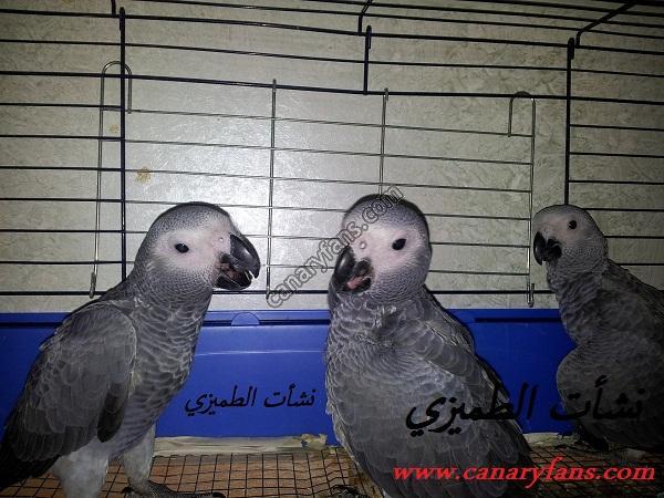 صورة