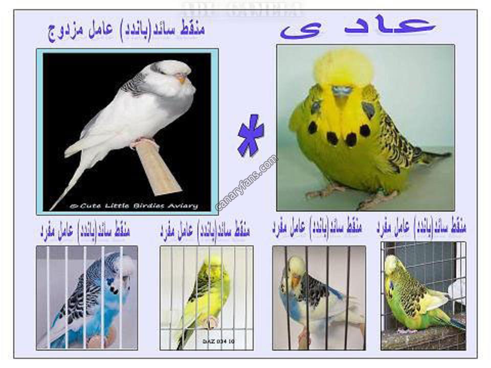 صورة
