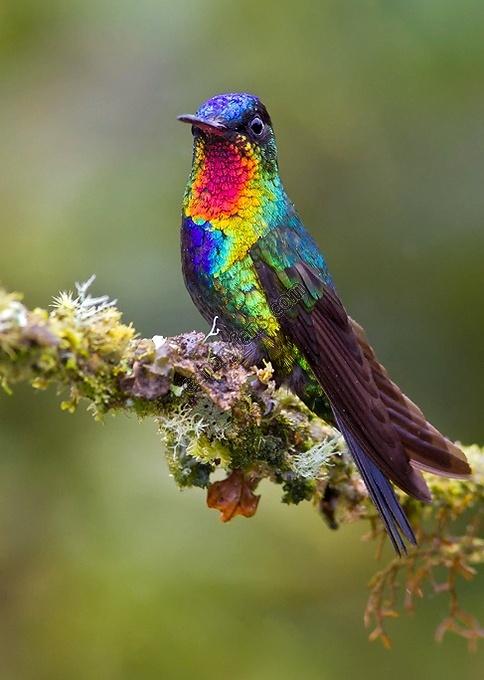 صورة