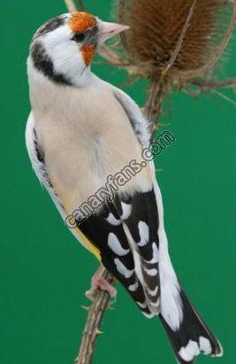 صورة