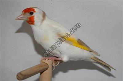 صورة