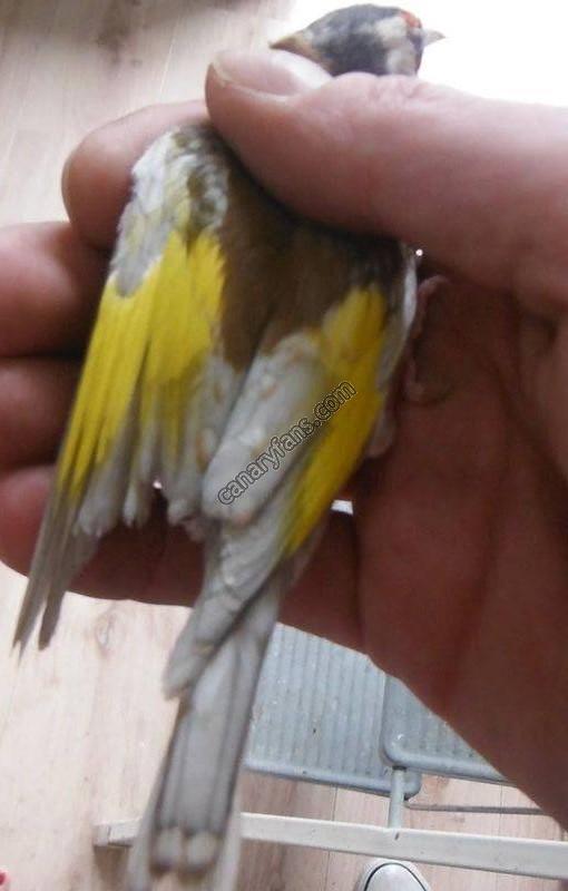 صورة