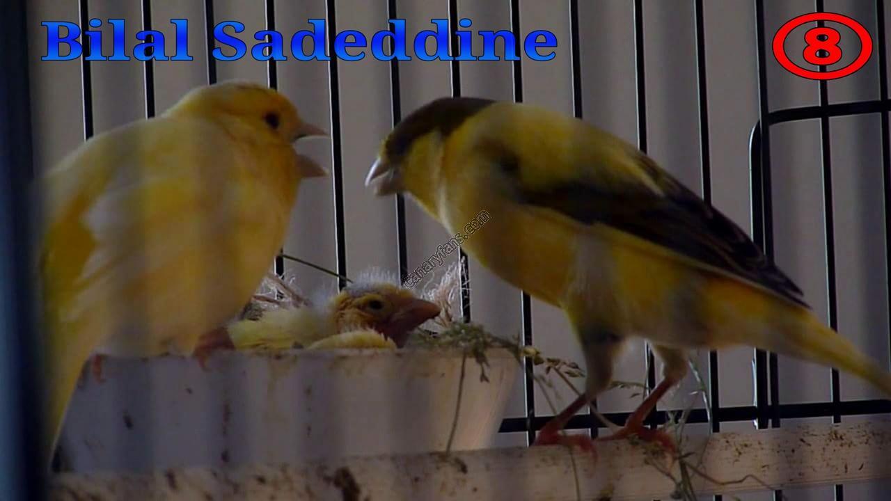صورة