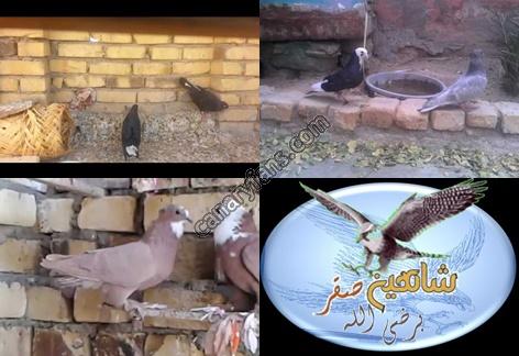 صورة