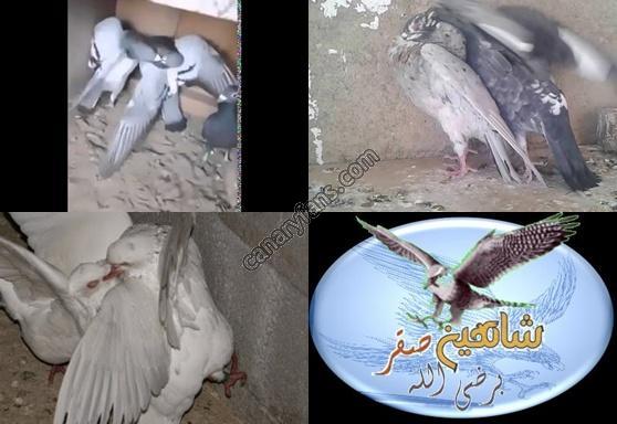 صورة