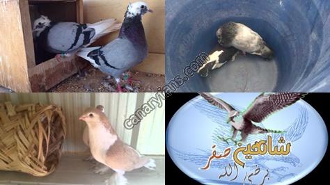 صورة