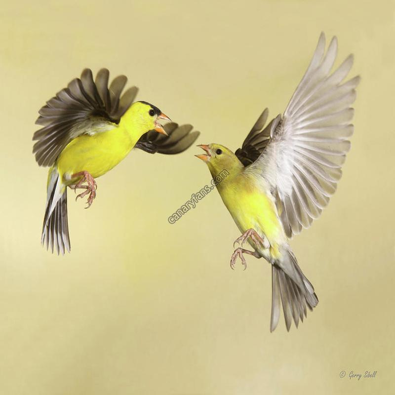 صورة