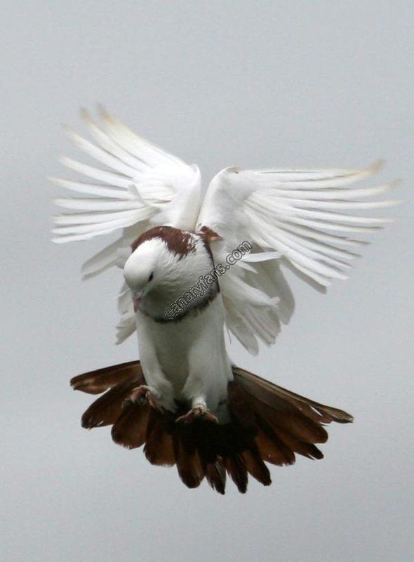 صورة
