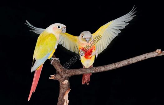 صورة