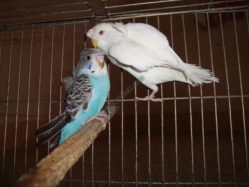 صورة