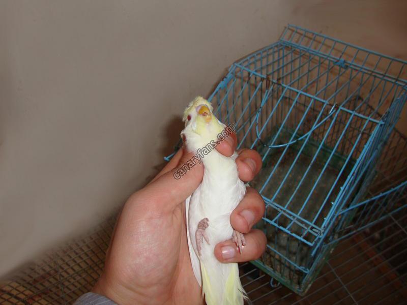 صورة