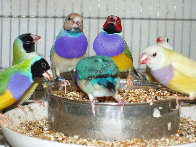 صورة