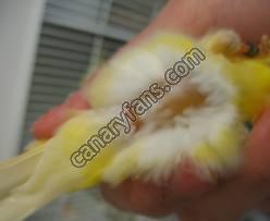 صورة