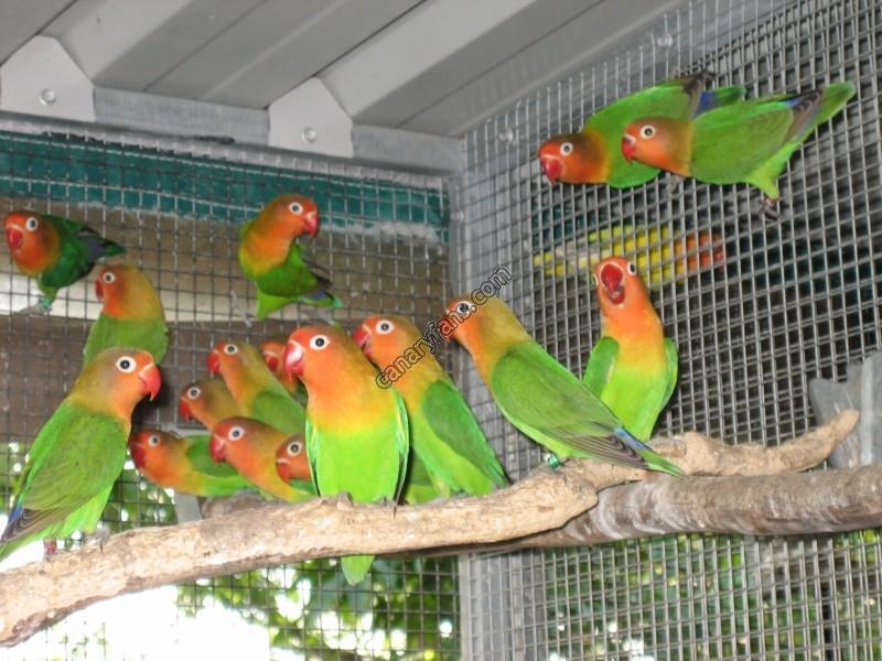 صورة