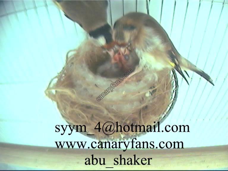 صورة